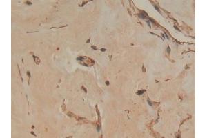 Detection of ANXA4 in Human Mammary gland Tissue using Polyclonal Antibody to Annexin A4 (ANXA4)