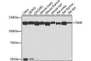 Western blot analysis of extracts of various cell lines using TSHR Polyclonal Antibody at dilution of 1:1000. (TSH receptor anticorps)