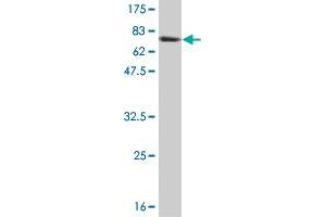 Western Blot detection against Immunogen (66.