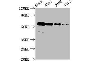 Western Blot Positive WB detected in Recombinant protein All lanes: rhoac antibody at 4 μg/mL Secondary Goat polyclonal to rabbit IgG at 1/50000 dilution Predicted band size: 51 kDa Observed band size: 56 kDa (RhoA/ C (AA 1-190) anticorps)