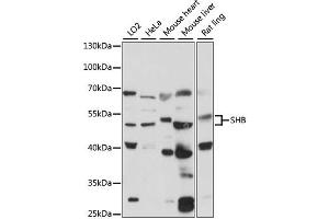 Western blot analysis of extracts of various cell lines, using SHB antibody (ABIN6290927) at 1:1000 dilution.