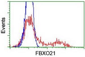 HEK293T cells transfected with either RC223095 overexpress plasmid (Red) or empty vector control plasmid (Blue) were immunostained by anti-FBXO21 antibody (ABIN2455351), and then analyzed by flow cytometry. (FBXO21 anticorps)