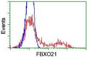 HEK293T cells transfected with either RC223095 overexpress plasmid (Red) or empty vector control plasmid (Blue) were immunostained by anti-FBXO21 antibody (ABIN2455351), and then analyzed by flow cytometry.