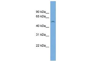 WB Suggested Anti-FAM83F Antibody Titration: 0. (FAM83F anticorps  (N-Term))