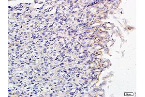 Formalin-fixed and paraffin embedded mouse small intestine labeled with Anti SLCO2B1 Polyclonal Antibody, Unconjugated (ABIN751048) followed by conjugation to the secondary antibody and DAB staining (SLCO2B1 anticorps  (AA 531-630))