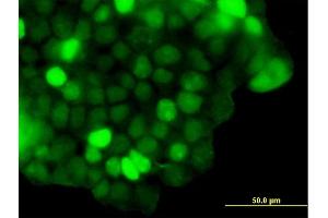 Immunofluorescence of purified MaxPab antibody to ZNF415 on 293 cell. (ZNF415 anticorps  (AA 1-542))