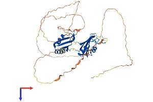 AlphaFold protein structure predicition of Human Recombinant RBMS1 Protein, UniprotID P29558