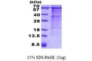 Figure annotation denotes ug of protein loaded and % gel used. (MAVS Protéine)