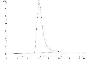 The purity of Human DNAM-1/CD226 is greater than 95 % as determined by SEC-HPLC.