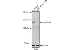 Western blot analysis of extracts from normal (control) and N-Cadherin knockout (KO) HeLa cells, using N-Cadherin antibody (ABIN1684127, ABIN1514384, ABIN5663657 and ABIN6213846) at 1:500 dilution.