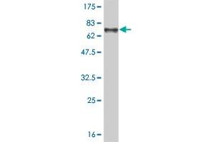 Western Blot detection against Immunogen (75.