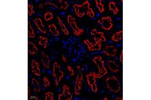 Immunofluorescent analysis of paraffin embedded rat kidney using CUBN (ABIN7073601) at dilution of 1: 650