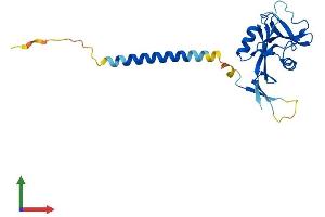 AlphaFold protein structure predicition of Human Recombinant CLEC4D Protein, UniprotID Q8WXI8