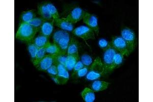IF analysis of ApoER2/LRP8 using anti-ApoER2/LRP8 antibody (ABIN7601752).