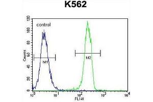 CT45A1 Antibody (N-term) flow cytometric analysis of K562 cells (right histogram) compared to a negative control cell (left histogram). (CT45A2 anticorps  (N-Term))