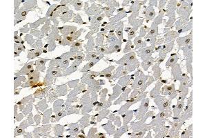 ABIN7097045 and ABIN7101112 at 1/100 staining rat heart tissue by IHC-P. (RNF169 anticorps)
