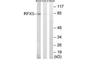 Western blot analysis of extracts from COLO/RAW264. (RFX3 anticorps  (AA 641-690))