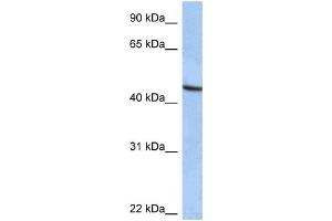 Western Blotting (WB) image for anti-Zinc Finger Protein 766 (ZNF766) antibody (ABIN2459402) (ZNF766 anticorps)