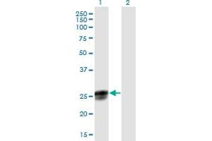Western Blot analysis of NGRN expression in transfected 293T cell line by NGRN MaxPab polyclonal antibody. (NGRN anticorps  (AA 1-219))