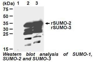 Western Blotting (WB) image for anti-Small Ubiquitin Related Modifier 2 (SUMO2) antibody (ABIN1449280) (SUMO2 anticorps)
