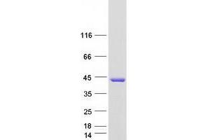 Validation with Western Blot