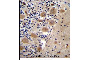 AFG3L2 Antibody (N-term) (ABIN657143 and ABIN2846279) immunohistochemistry analysis in formalin fixed and paraffin embedded human cerebellum tissue followed by peroxidase conjugation of the secondary antibody and DAB staining. (AFG3L2 anticorps  (N-Term))