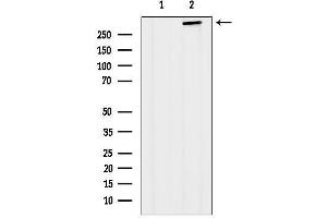 Western blot analysis of lysates from Rat lung, using Fibrillin-1 Antibody.