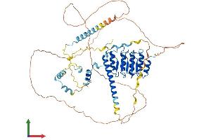 AlphaFold protein structure predicition of Human Recombinant LMOD1 Protein, UniprotID P29536