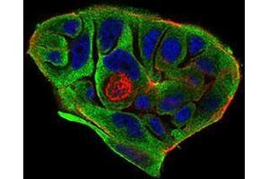 Immunofluorescence analysis of MCF-7 cells using BACE1 mouse mAb (green).