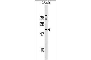 Western blot analysis in A549 cell line lysates (35ug/lane). (GRPEL2 anticorps  (N-Term))