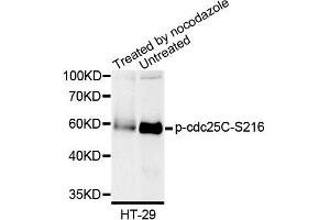 Western blot analysis of extracts of HT-29 cells, using Phospho-cdc25C-S216 antibody (ABIN5995616). (CDC25C anticorps  (pSer216))