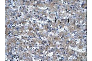 Image no. 1 for anti-LIM Homeobox 6 (LHX6) (AA 287-336) antibody (ABIN203082)