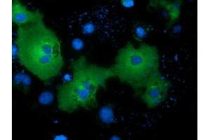 Immunofluorescence (IF) image for anti-NIMA (Never In Mitosis Gene A)-Related Kinase 11 (NEK11) antibody (ABIN1499683) (NEK11 anticorps)