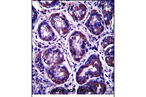 RIBC2 Antibody (N-term) (ABIN657503 and ABIN2846528) immunohistochemistry analysis in formalin fixed and paraffin embedded human stomach tissue followed by peroxidase conjugation of the secondary antibody and DAB staining.