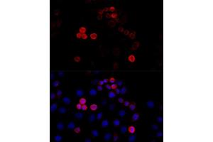 Immunofluorescence analysis of HeLa cells using Filamin A antibody (ABIN7267206) at dilution of 1:100 (40x lens). (Filamin A anticorps  (C-Term))
