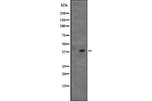 Western blot analysis of CD5L expression in Raji cell lysate,The lane on the left is treated with the antigen-specific peptide. (CD5L anticorps  (C-Term))