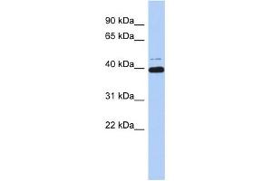 WB Suggested Anti-MAZ Antibody Titration:  0. (MAZ anticorps  (Middle Region))