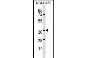 Western blot analysis in NCI-H460 cell line lysates (35ug/lane). (HNRNPH3 anticorps  (AA 90-117))