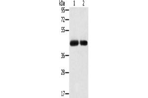 Gel: 8 % SDS-PAGE, Lysate: 40 μg, Lane 1-2: PC3 cells, hepg2 cells, Primary antibody: ABIN7192401(SLC16A3 Antibody) at dilution 1/200, Secondary antibody: Goat anti rabbit IgG at 1/8000 dilution, Exposure time: 2 minutes (SLC16A3 anticorps)