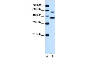 SLC39A5 antibody used at 0. (SLC39A5 anticorps)
