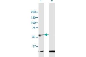 Western Blot analysis of BMP10 expression in transfected 293T cell line by BMP10 MaxPab polyclonal antibody. (BMP10 anticorps  (AA 1-424))
