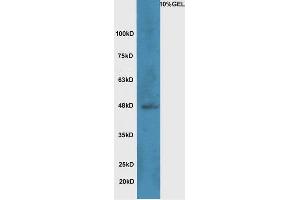 Lane 1:A549 cell lysates probed with Rabbit Anti-Wnt8b Polyclonal Antibody, Unconjugated  at 1:5000 for 90 min at 37˚C. (WNT8B anticorps  (AA 131-230))