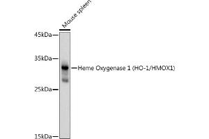 Western blot analysis of extracts of Mouse spleen, using Heme Oxygenase 1 (HO-1/HMOX1) antibody (ABIN6131781, ABIN6141881, ABIN6141883 and ABIN6215065) at 1:1000 dilution. (HMOX1 anticorps  (AA 1-288))