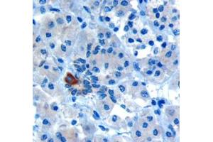 ABIN185152 (10µg/ml) staining of paraffin embedded Human Pancreas. (PARD6A anticorps  (C-Term))