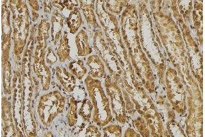 ABIN6278444 at 1/100 staining Mouse kidney tissue by IHC-P. (alpha Defensin 1 anticorps)