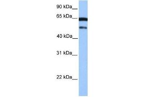 hCG_2042202 antibody used at 0.