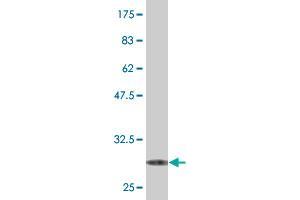 Western Blot detection against Immunogen (29.