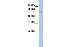WB Suggested Anti-TRIM62 Antibody Titration:  0. (TRIM62 anticorps  (N-Term))