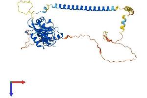 AlphaFold protein structure predicition of Human Recombinant DBNL Protein, UniprotID Q9UJU6