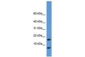 Image no. 1 for anti-Cornichon Homolog (CNIH) (N-Term) antibody (ABIN6746274) (CNIH anticorps  (N-Term))